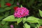 繁星花-花23.JPG