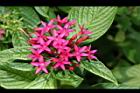 繁星花-花25.JPG