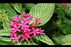 繁星花-花26.JPG