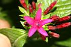 繁星花-花30.JPG