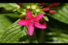 繁星花-花31.JPG