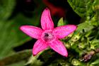 繁星花-花32.JPG