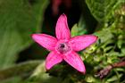 繁星花-花33.JPG