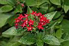 繁星花-花38.JPG