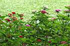 繁星花09.JPG