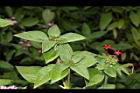 繁星花26.JPG