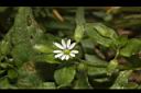 繁縷-花00.JPG
