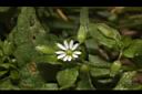 繁縷-花01.JPG