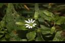 繁縷-花02.JPG