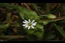 繁縷-花03.JPG