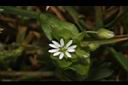 繁縷-花04.JPG