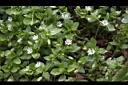 繁縷04.JPG