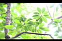 繁花薯豆-葉01.JPG