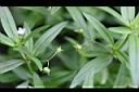 水線草-實3.jpg