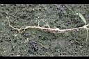 水線草-根鬚1.jpg