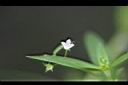 水線草-花1.jpg