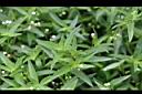 水線草6.jpg