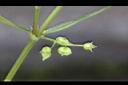 繖花龍吐珠-實02.JPG