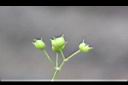 繖花龍吐珠-實06.JPG