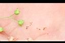 繖花龍吐珠-種子05.JPG