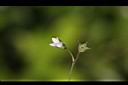 繖花龍吐珠-花24.jpg