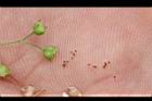 繖花龍吐珠-種子01.JPG