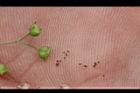 繖花龍吐珠-種子02.JPG