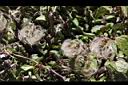 繡球藤-種子05.JPG