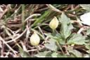 繡球藤-花苞01.JPG