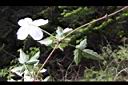繡球藤-花葉1.JPG