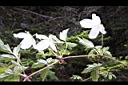 繡球藤-花葉5.JPG