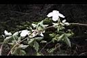 繡球藤-花葉8.JPG
