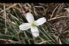 繡球藤-花11.JPG