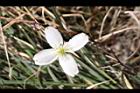 繡球藤-花14.JPG