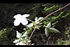 繡球藤-花葉0.JPG