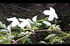 繡球藤-花葉6.JPG
