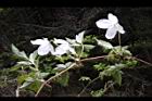 繡球藤-花葉7.JPG