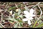 繡球藤06.JPG