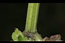纈草-莖03.JPG