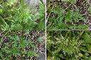 纈草-葉1.jpg