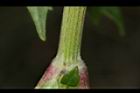 纈草-莖00.JPG