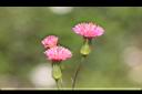 纓絨花-花0.jpg