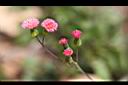 纓絨花-花3.jpg