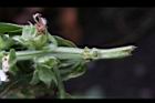 羅勒-白花枝1.JPG