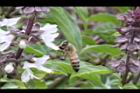 羅勒-紅花18.JPG