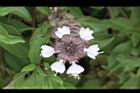 羅勒-紅花24.JPG