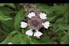 羅勒-紅花25.JPG