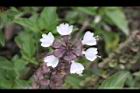 羅勒-紅花30.JPG