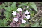 羅勒-紅花31.JPG