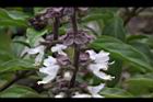 羅勒-紅花36.JPG